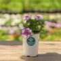 Verbena – Lanai Twister Purple – 4.5″ Pot